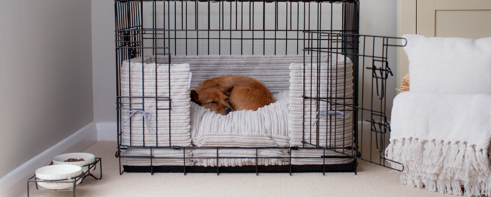 Puppy and Dog Crate Training
