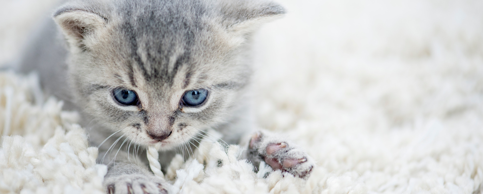 Stop cat from pulling up outlet carpet