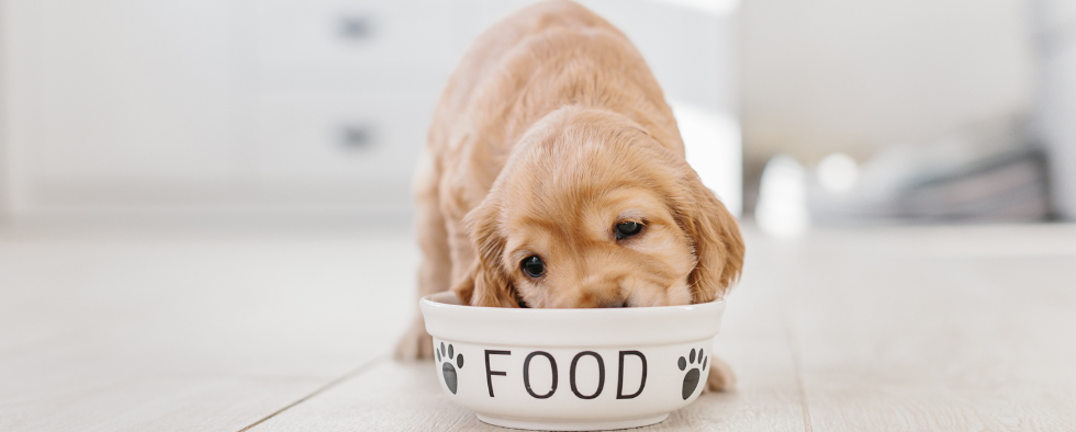 How much to outlet feed a puppy uk