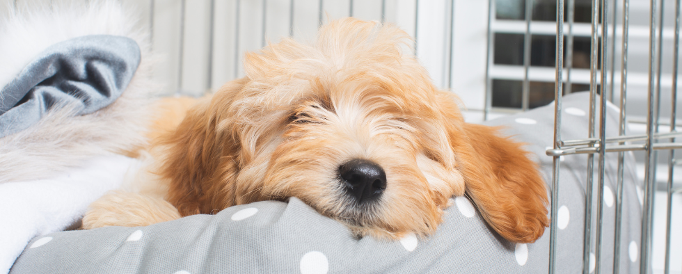 Anxious dogs can improve their memory by chewing on toys, study suggests