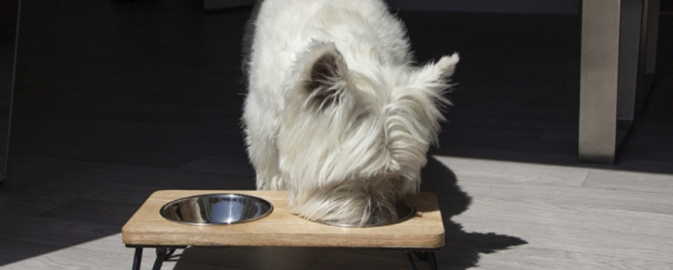 Bone Raised Dog Bowl - Large