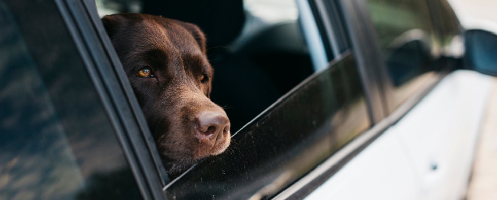 how do you secure a dog in the boot of a car