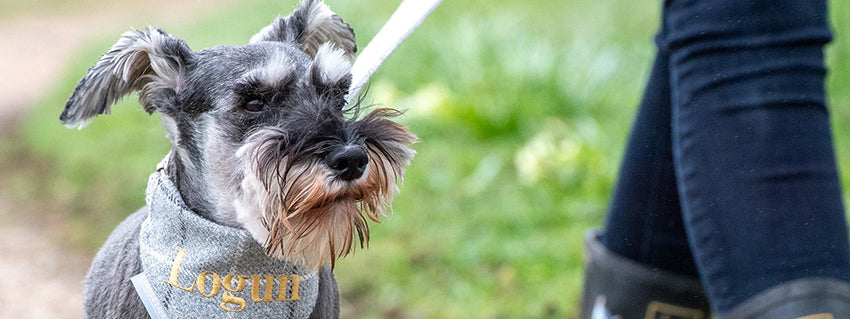 Miniature Schnauzer Dog Breed: Information, Travelling & Tips