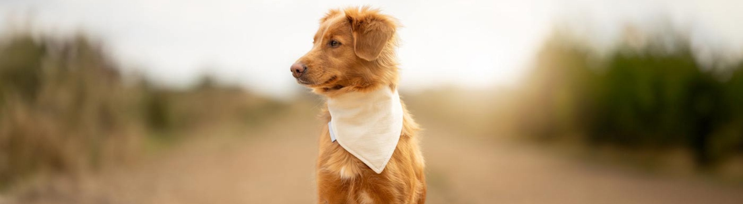 Reflective Green Dog Snood Bandana