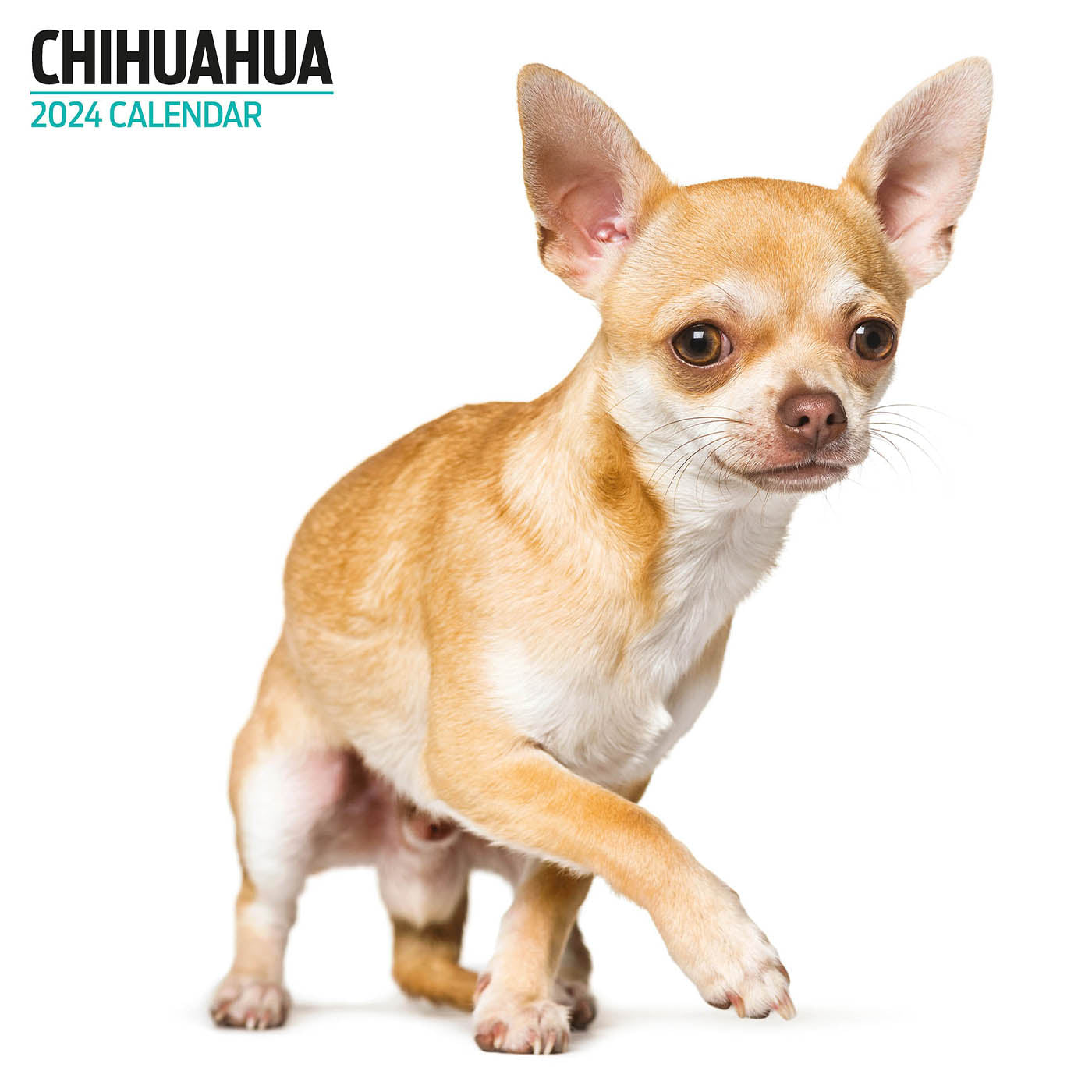 Eukanuba chihuahua clearance