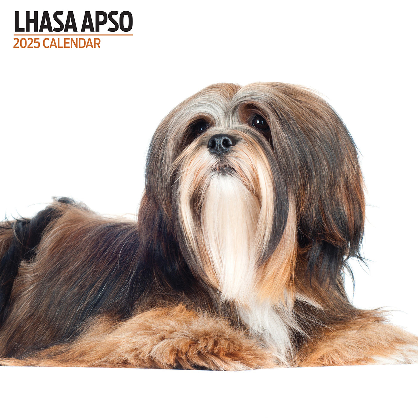 Lhasa Apso 2025 Modern Calendar Gifting Lords & Labradors