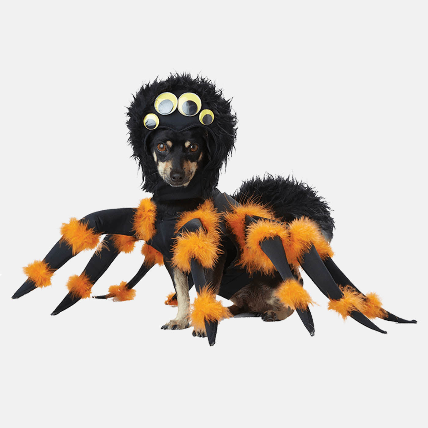 Tarantula dog orders