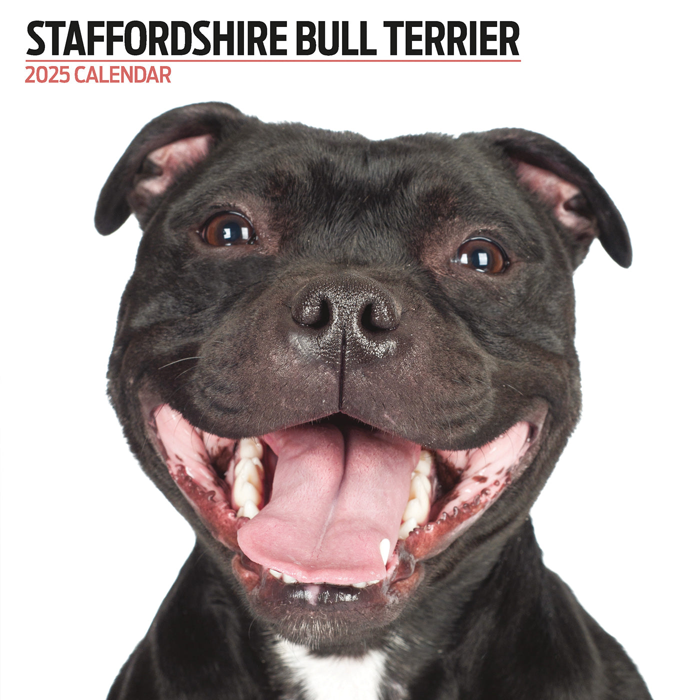 Staffordshire Bull Terrier 2025 Modern Calendar Gifting Lords