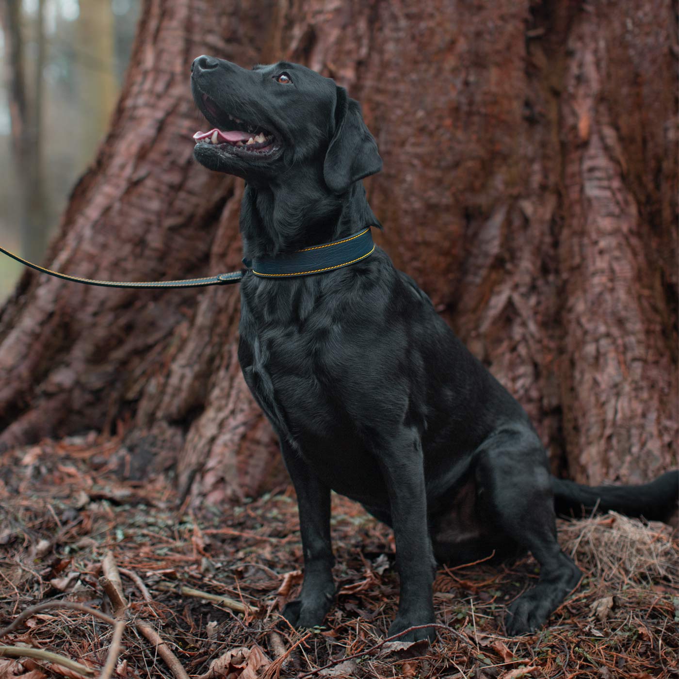 Joules Navy Leather Dog Collar Joules Lords Labradors