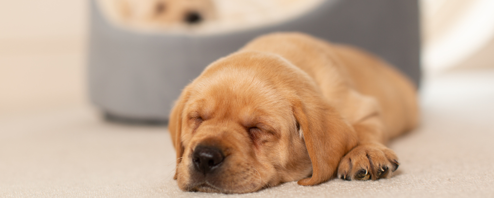 Golden labrador puppy sleeping