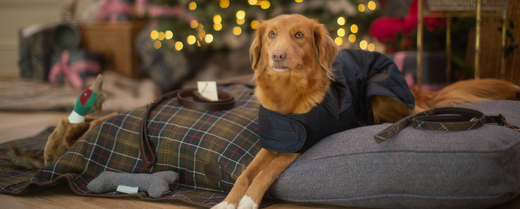 Nova Scotia Duck Tolling Retriever on a cushion in front of a christmas tree