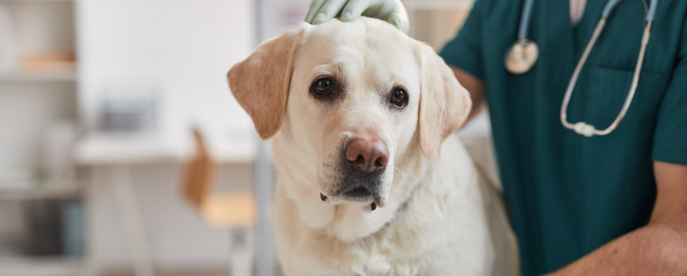 Labrador at the vets