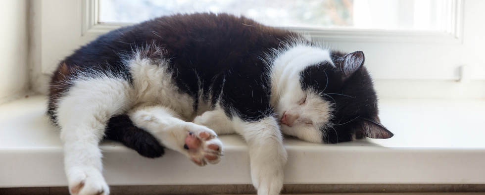 Black and white cat sleeping on a windowsill