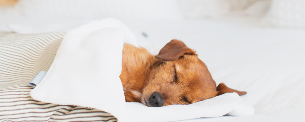 Why Do Dogs Sleep So Much?