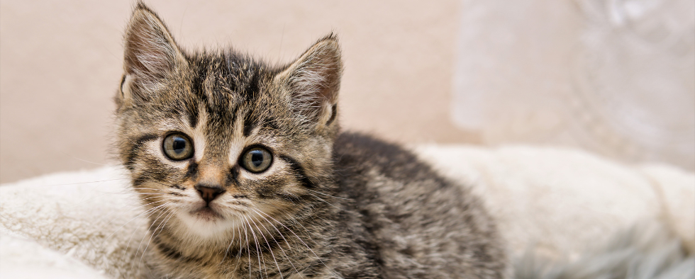 british shorthair kitten