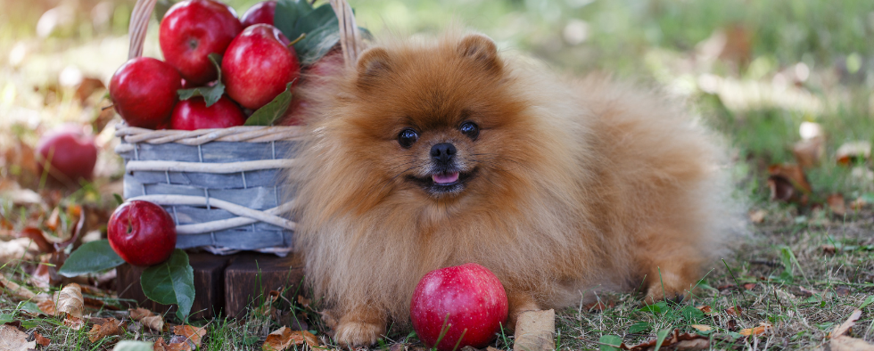 Pomeranian with apples