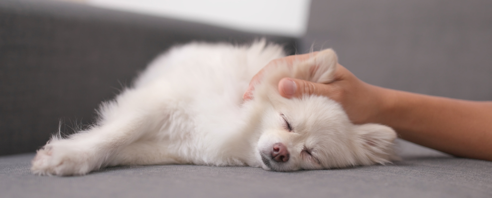 White chihuahua having a massage