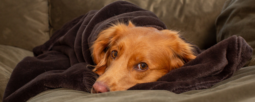 dog curled up under a faux fur blanket