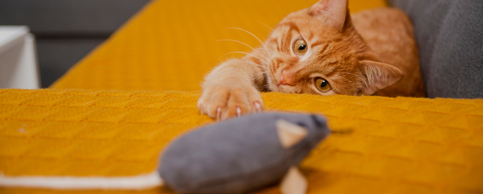 Ginger cat on a yellow sofa with a grey home made mouse toy