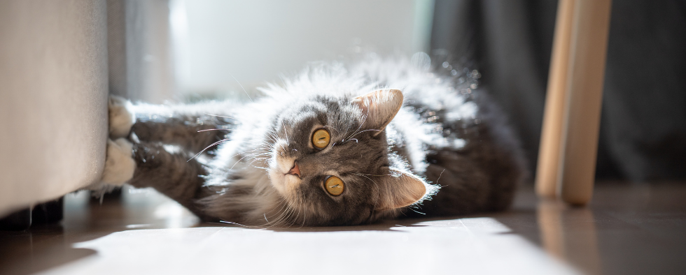 Cat laid down staring at the camera in their home