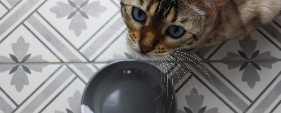 Bengal cat with their water bowl