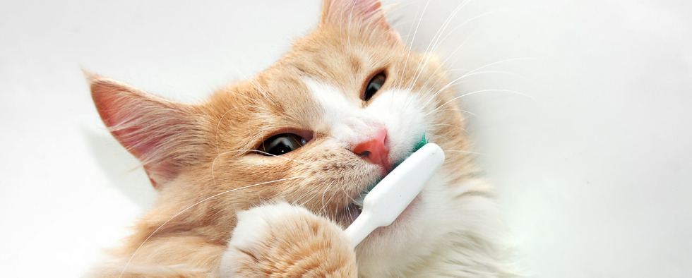 Cat having their teeth brush