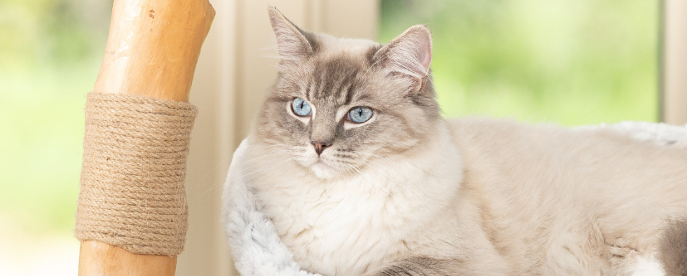 Cat laying on a scratch post