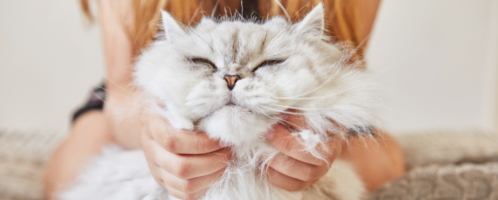 white cat being snuggled