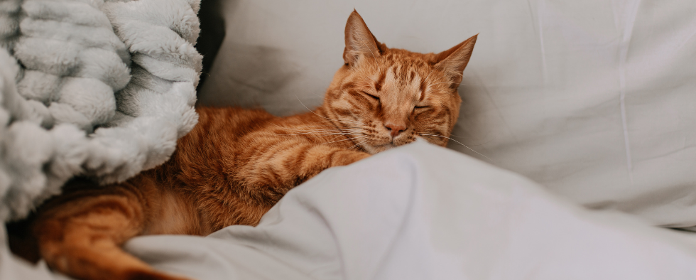 Ginger cat cuddled up in bed