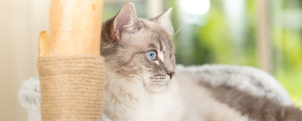 Ragdoll cat sat on a cat tree