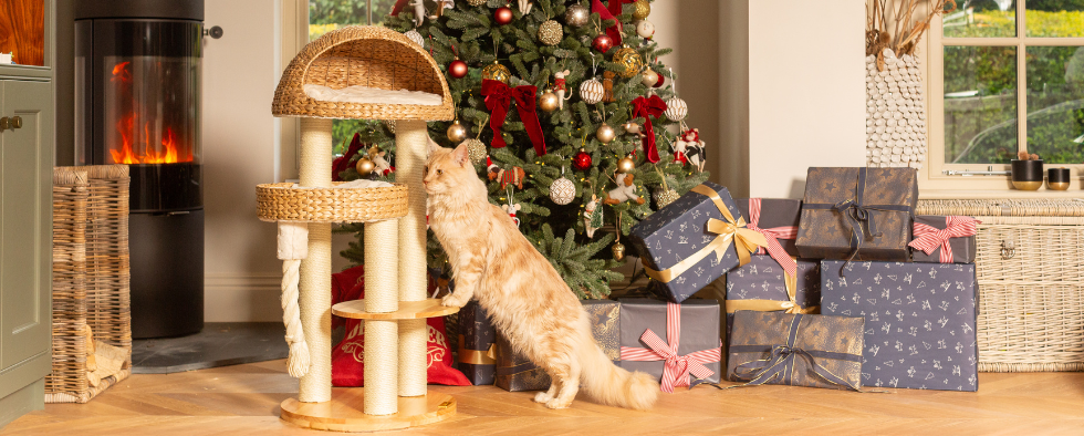 Maine coon climbing a cat tree at christmas