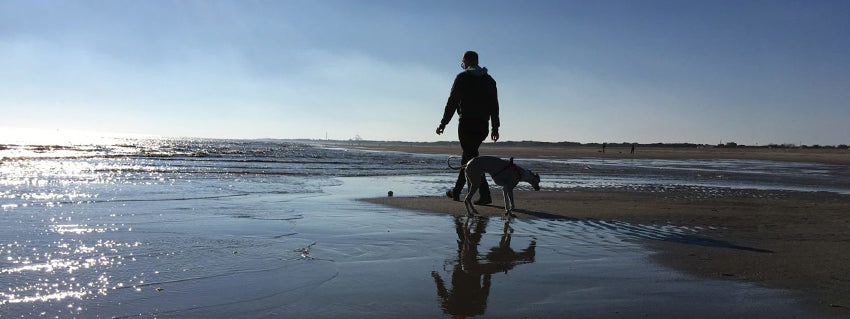 Best Beach Walks For Dogs - Winter Dog Walks