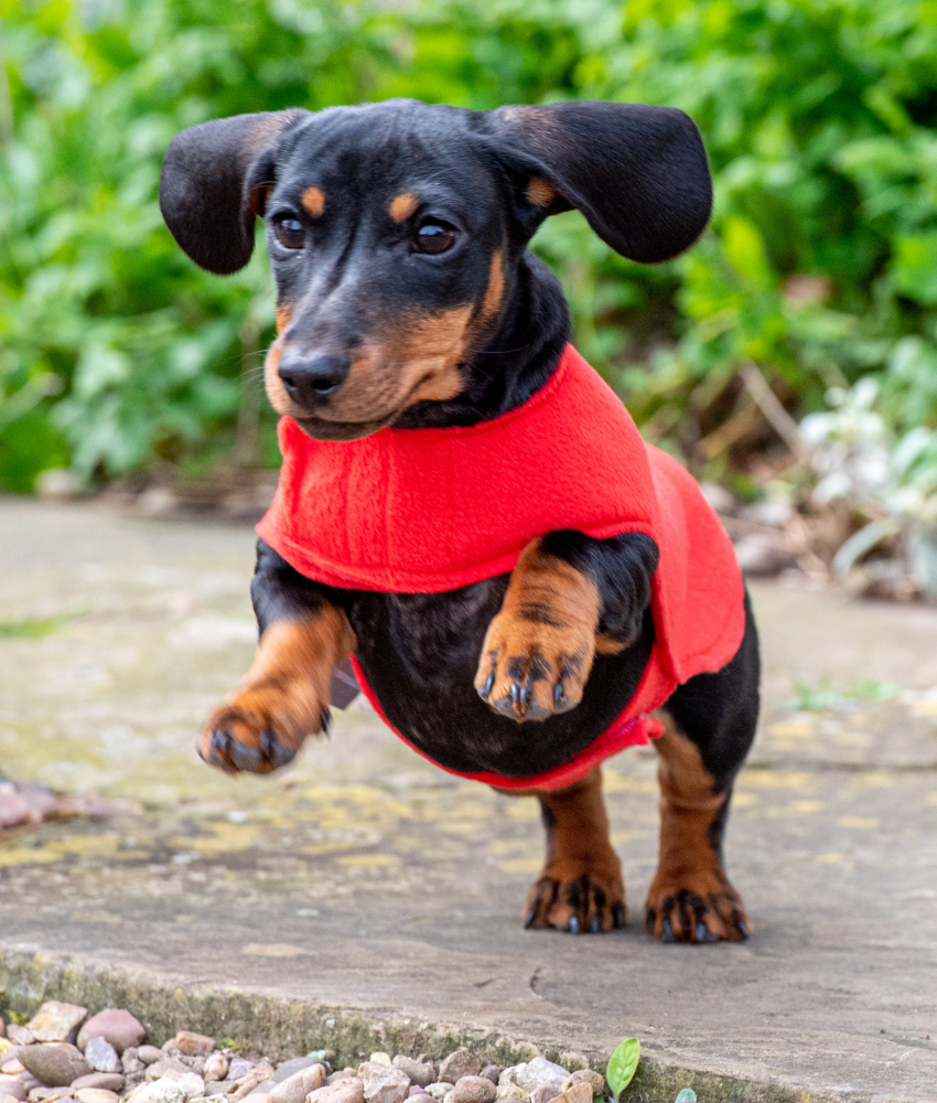 Dachshund Safety