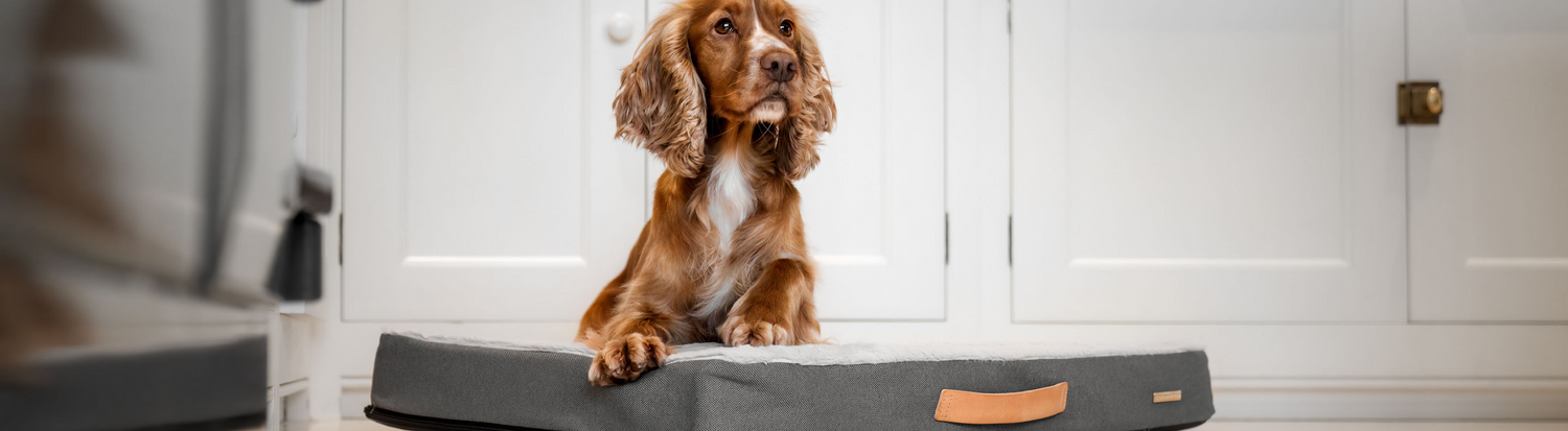 Memory Foam Dog Beds