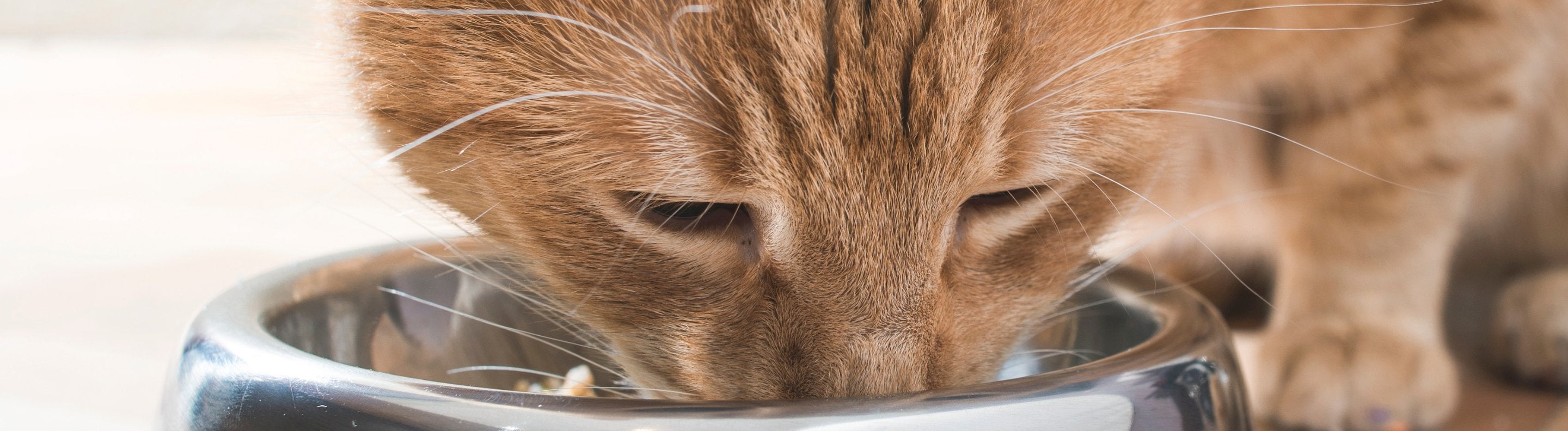 Fancy cat clearance bowls