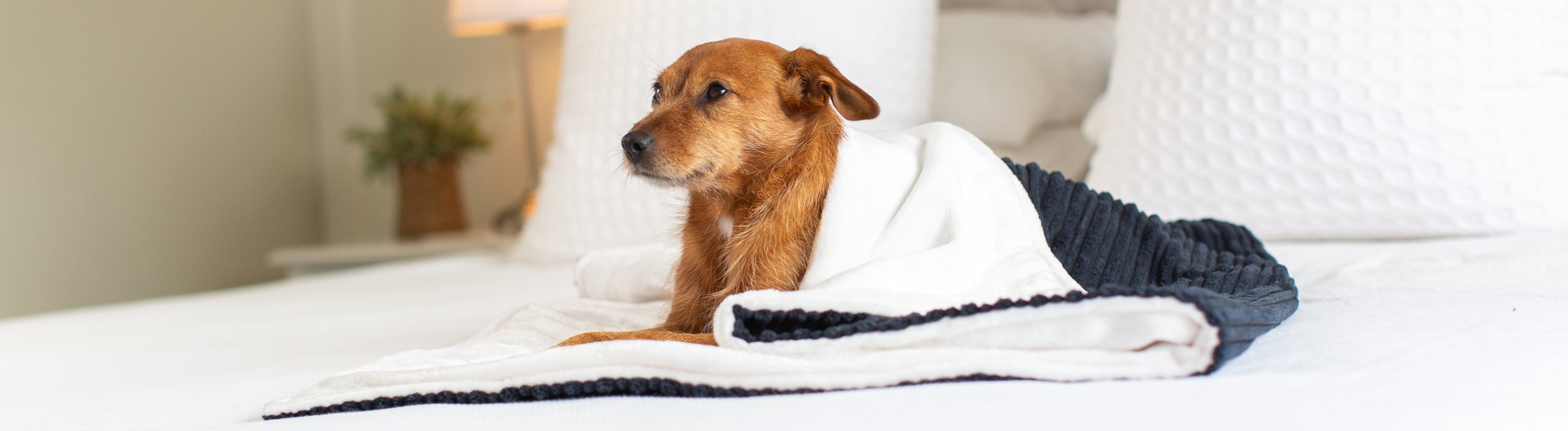 Dog throws 2024 for sofas