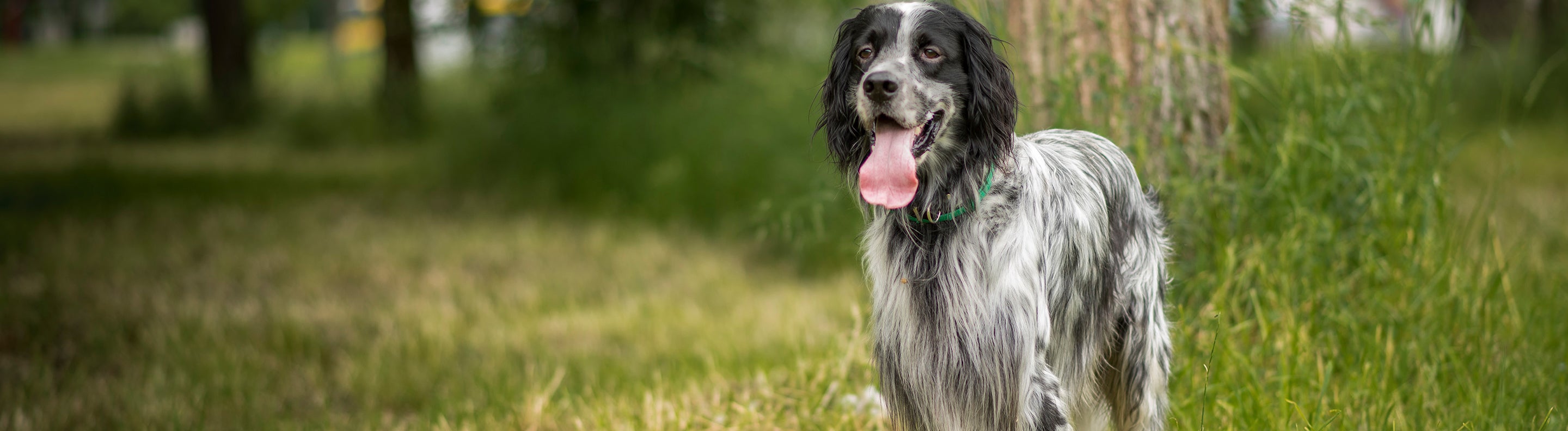 Bf english setter fashion