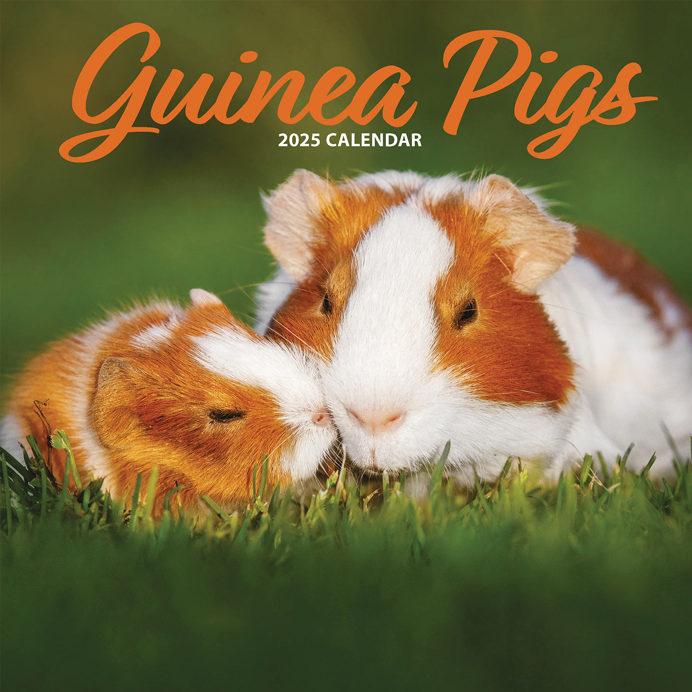 Guinea Pig Traditional Calendar 2025