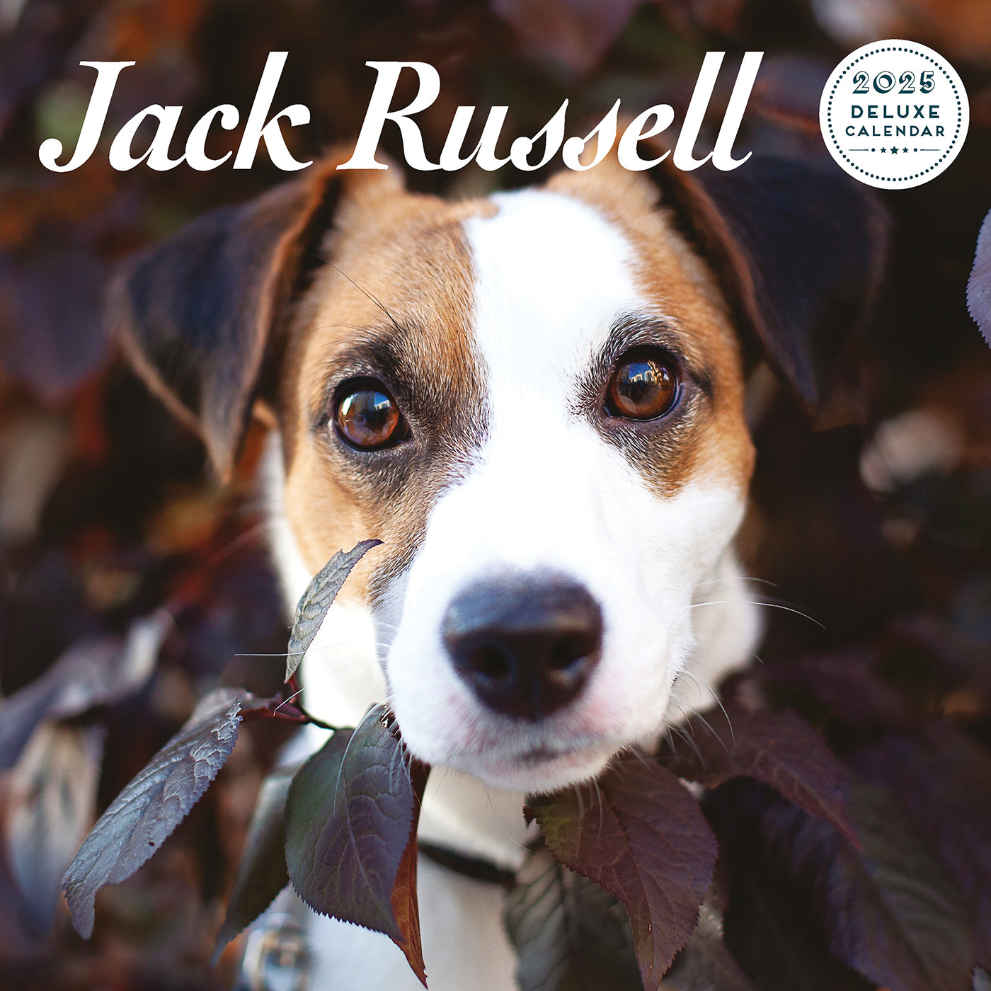 Jack Russell 2025 Deluxe Calendar Gifting Lords & Labradors