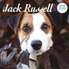 Jack Russell Deluxe Calendar 2025