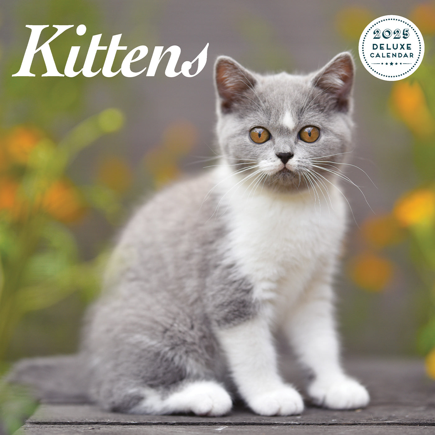 Kitten 2025 Deluxe Calendar Gifting Lords & Labradors