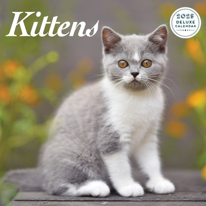 Kitten Deluxe Calendar 2025