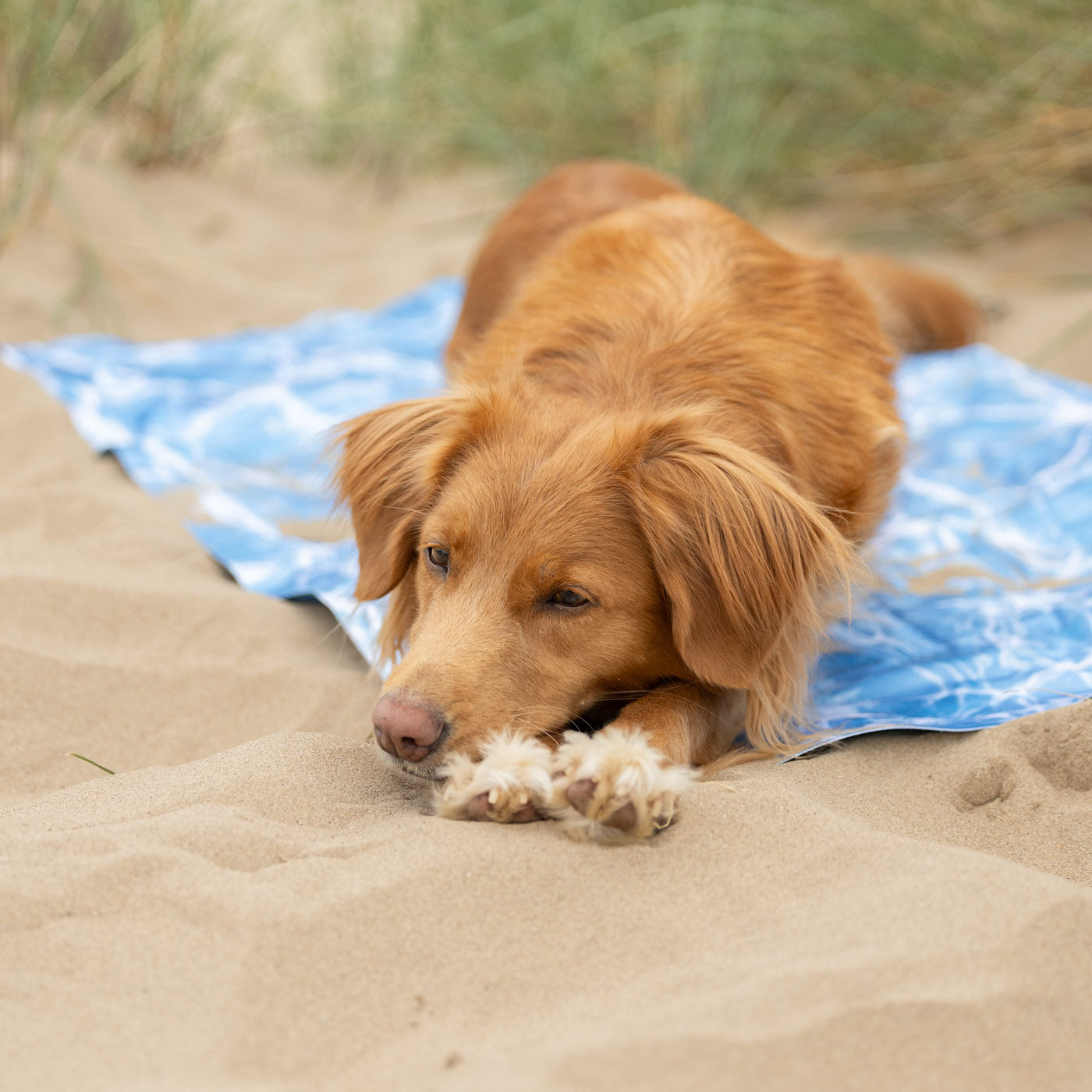 All For Paws Chill Out Cooling Mat