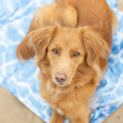 All For Paws Chill Out Cooling Mat