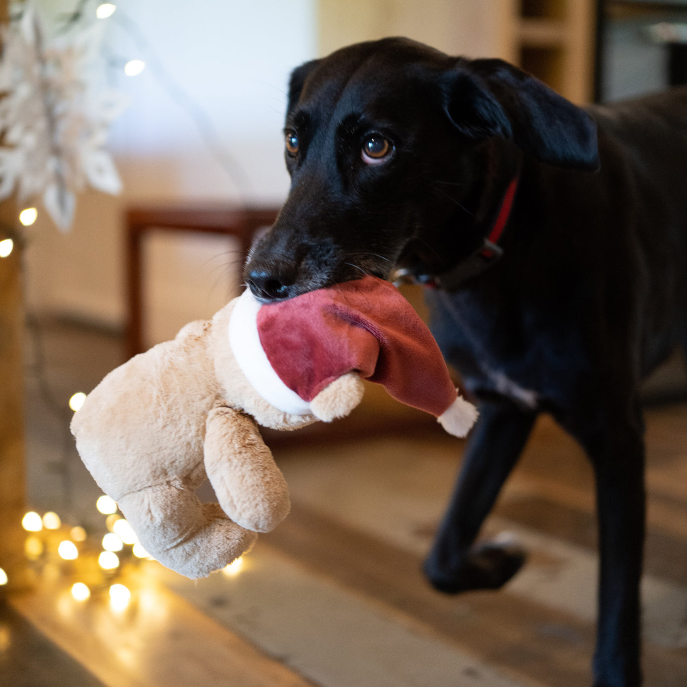 Christmas Teddy Plush Dog Toy