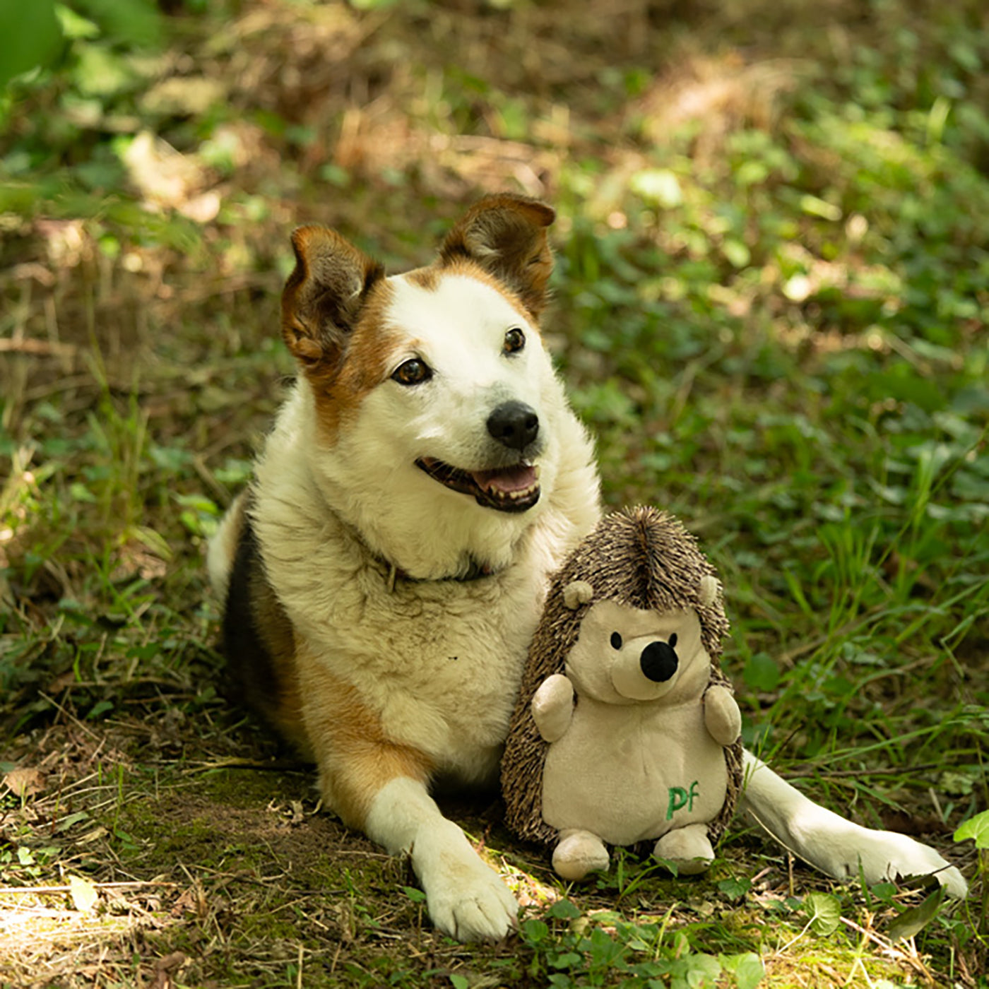 Heston Hedgehog Plush Christmas Dog Toy