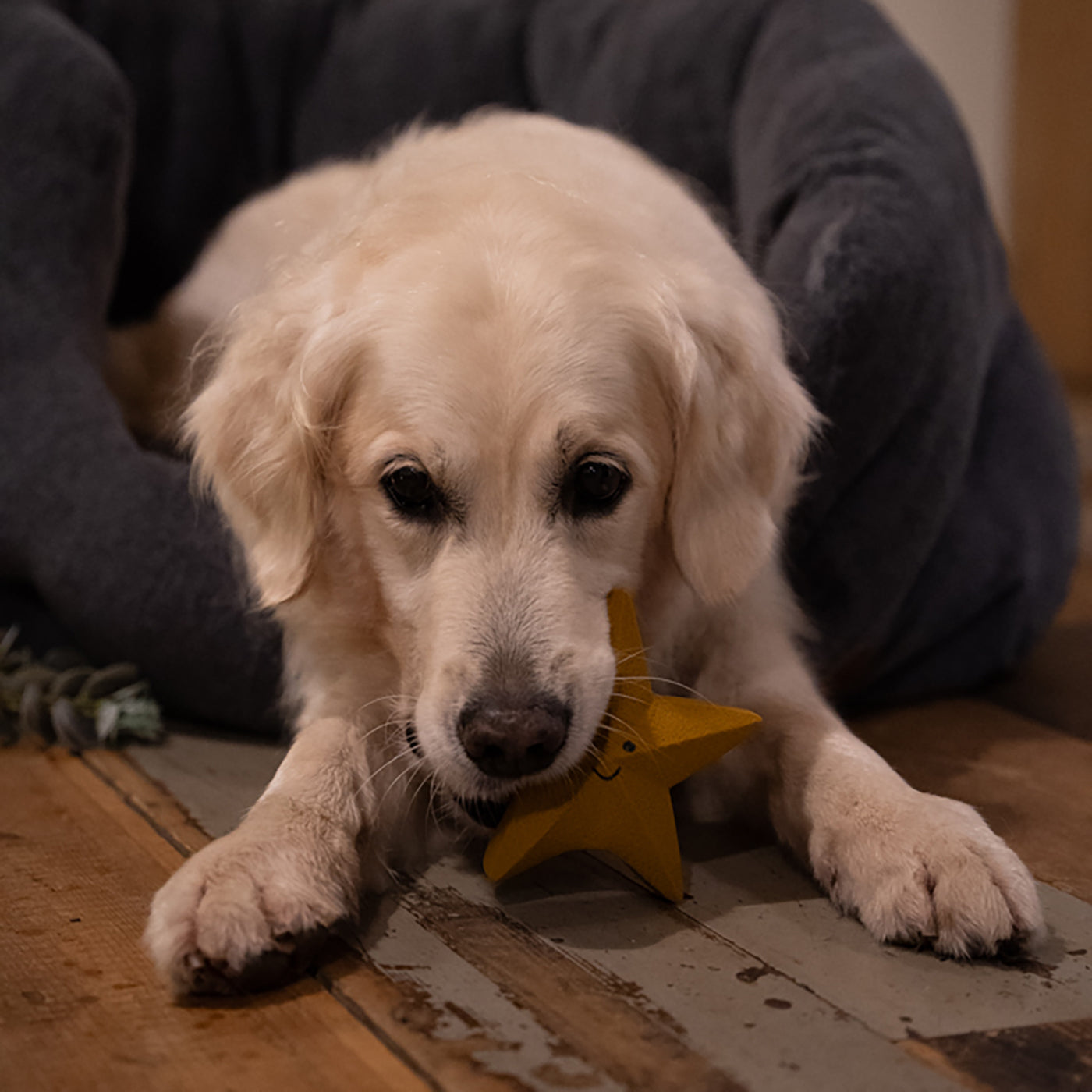 Sadie Star Christmas Dog Toy