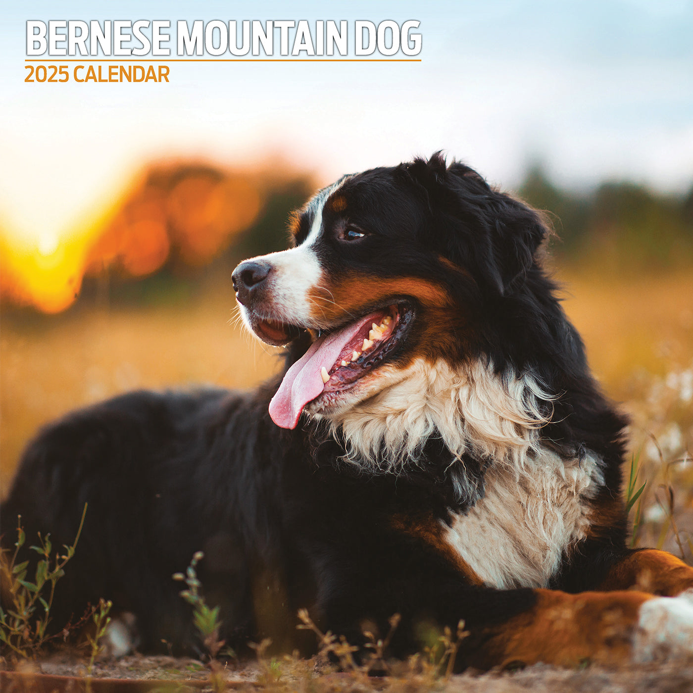 Bernese Mountain Dog Traditional Calendar 2025