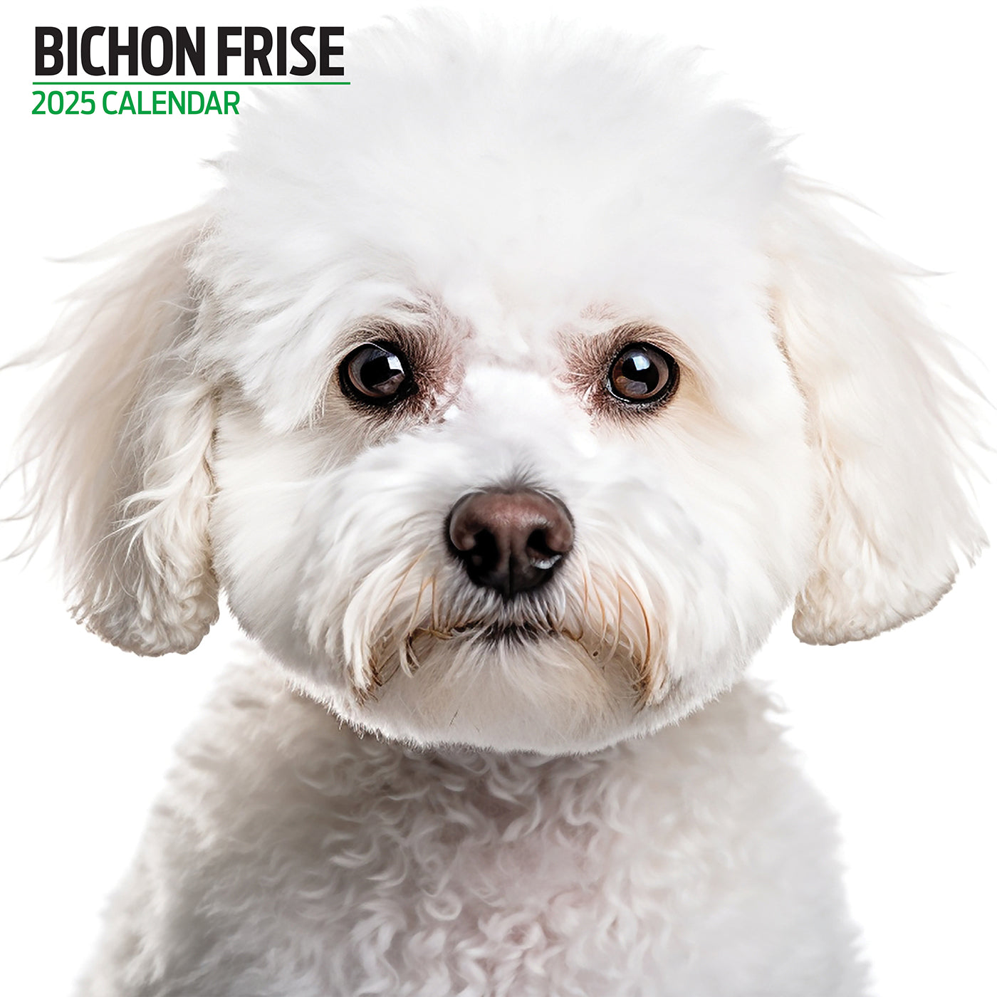 Bichon Frise Modern Calendar 2025