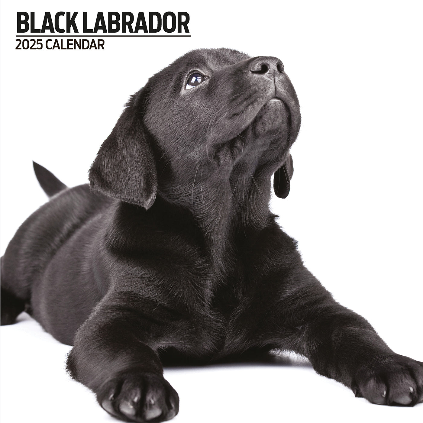 Black Labrador 2025 Modern Calendar Gifting Lords & Labradors